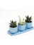Trio Mavi Adler Sukulent Seti - Haworthia Limifolia, Crassula Per 2