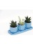 Trio Mavi Adler Sukulent Seti - Haworthia Limifolia, Crassula Per 4