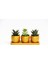 Trio Orange Hediyelik Sukulent Seti - Haworthia, Echeveria 1