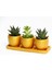 Trio Orange Hediyelik Sukulent Seti - Haworthia, Echeveria 3