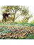 3x5 Metre Zeytin Sergisi Zeytin Toplama Filesi Fındık Fıstık Örtüsü %75 Gölgelik Dut Meyve Sergisi Taban Örtüsü 2