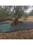 3x5 Metre Zeytin Sergisi Zeytin Toplama Filesi Fındık Fıstık Örtüsü %75 Gölgelik Dut Meyve Sergisi Taban Örtüsü 4