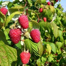 Burku Frambuaz ( Ahududu) Fidanı