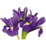Armenbotanik 10 (On) Adet Ithal Iris Çiçeği Soğanı Mor Renk (Purple Sensation)