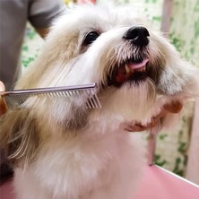 Senlinli 6 Inç Pet Bakım Köpek Saç Makas Seti (Yurt Dışından)