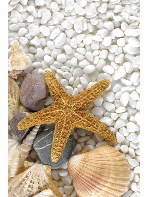 RugViva Leke Tutmayan Dokuma Elit Yıkanır Leke Tutmayan Kumaş Deniz Kabukları Masa Örtüsü MSO459