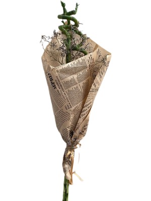 Fidanova Bambu Şans Bambusu 80-100CM 3lü