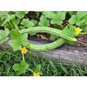 Karahasanoğlu Tarım Yerli Ata Tohumu Beyaz Acur 25 Adet