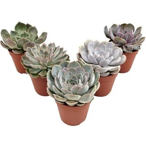 Egzotik Bahçe Egzotikbahçe 5 Adet Özel Sukulent Çeşitleri - Echeveria Çeşitleri 5,5cm Saksıda