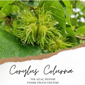 Şanguloğlu Tarım Bolu Fındığı Fidanı Tüplü 3 Yaş
