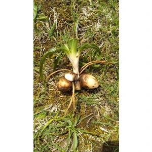 Salep Fidesi 10 Adet