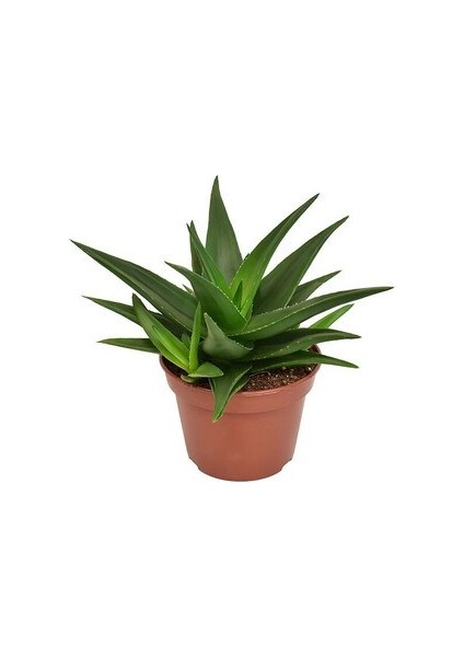 Egzotikbahçe Haworthia Pentagona Özel Çeşit 5,5cm Saksıda