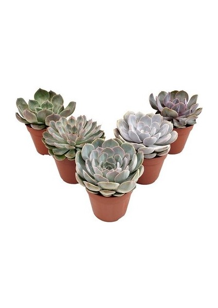 Egzotikbahçe 5 Adet Özel Sukulent Çeşitleri - Echeveria Çeşitleri 5,5cm Saksıda