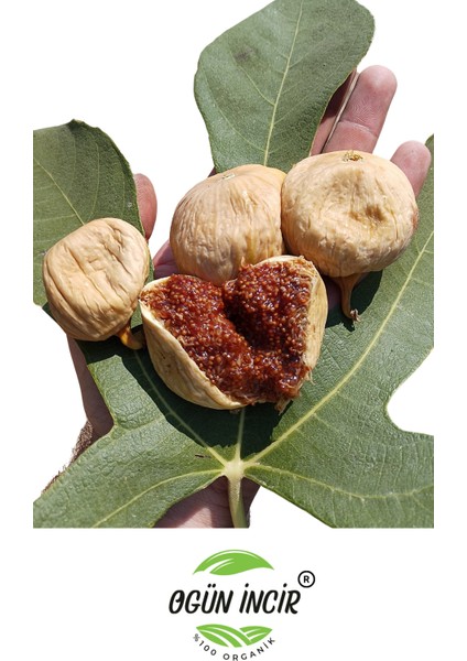 Kuru İncir Orta Boy 44-55 Kalibre 1 kg fırsatları