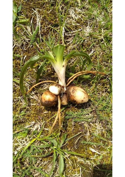 Salep Fidesi 10 Adet