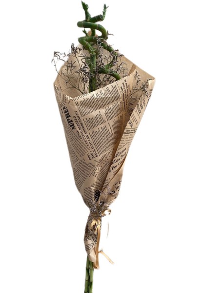 Bambu Şans Bambusu 80-100CM 3lü