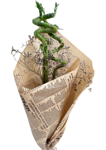 Bambu Şans Bambusu 80-100CM 3lü fiyatları