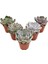Egzotikbahçe 5 Adet Özel Sukulent Çeşitleri - Echeveria Çeşitleri 5,5cm Saksıda 1