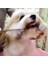 Senlinli 6 Inç Pet Bakım Köpek Saç Makas Seti (Yurt Dışından) 3