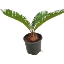 Fidanova Cycas, Sıkkas Bitkisi 30-40CM