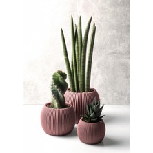 ToXA 3 Boy Mercan Kaktüs Sukulent Saksı Seti 3lü Plastik Kaktüs Sukulent Saksısı Set