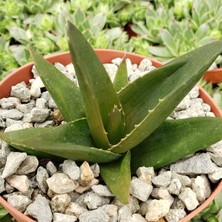 Tnc Haworthia Pentagona 10 Adet