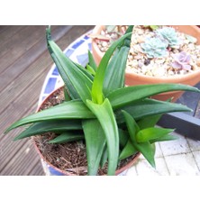 Tnc Haworthia Pentagona 10 Adet