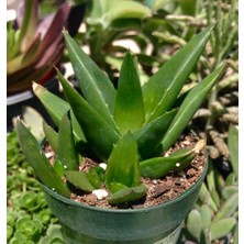 Tnc Haworthia Pentagona 10 Adet