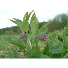 Tunç Botanik Karakafes Otu Fidesi 3 Adet - Symphytum Officinale