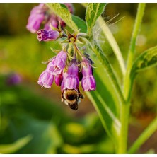 Tunç Botanik Karakafes Otu Fidesi 3 Adet - Symphytum Officinale