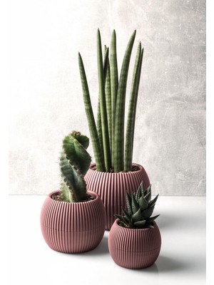 ToXA 3 Boy Mercan Kaktüs Sukulent Saksı Seti 3lü Plastik Kaktüs Sukulent Saksısı Set