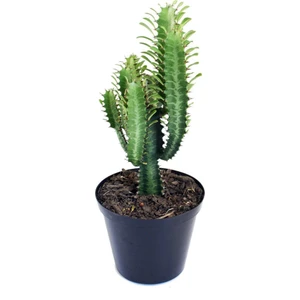 Doğa Çiçekçilik Süt Ağacı 8,5 Saksıda