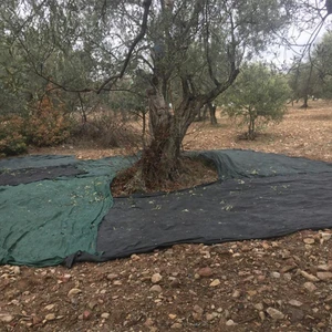 Sera Trend 6X10 Metre Zeytin Sergisi Zeytin Toplama Filesi
