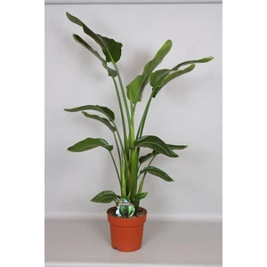 Egzotik Bahçe Starliçe Beyaz Cennet Kuşu Çiçeği 100-120CM Strelitzia Salon Bitkisi