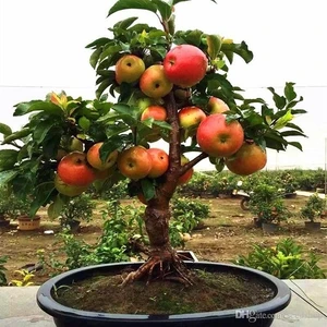 Erva Tohum 10 Bodur Bonsai Elma Ağacı Tohumu Elma Ağacı
