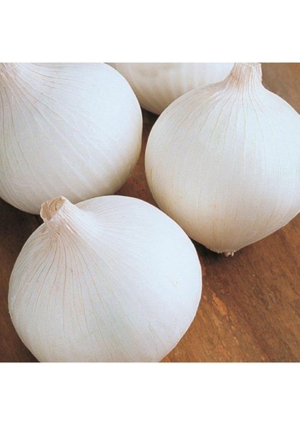 Yerli Ata Tohumu Beyaz Soğan 50 Adet