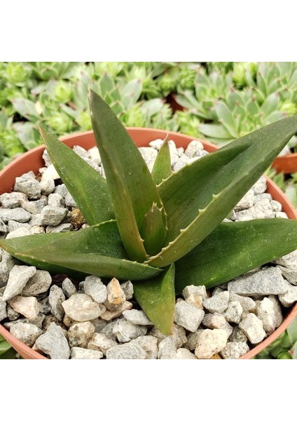 Haworthia Pentagona 10 Adet