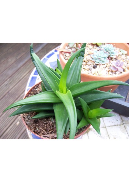 Haworthia Pentagona 10 Adet