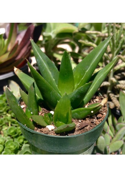 Haworthia Pentagona 10 Adet