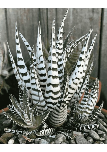Haworthia Attenuata (Albino) 5 Adet