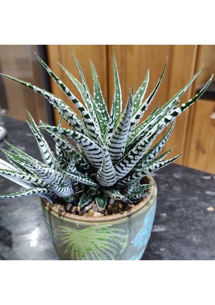 Haworthia Attenuata (Albino) 5 Adet
