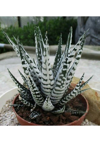Haworthia Attenuata (Albino) 5 Adet