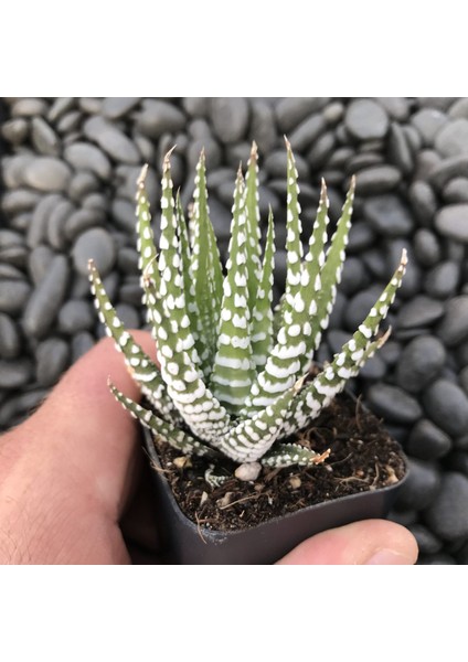 Haworthia Attenuata (Albino) 5 Adet