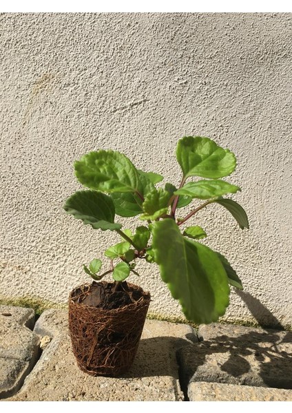 Parlak Mustafa Çiçeği Fidesi