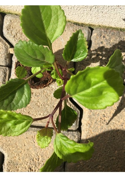 Parlak Mustafa Çiçeği Fidesi fiyatları