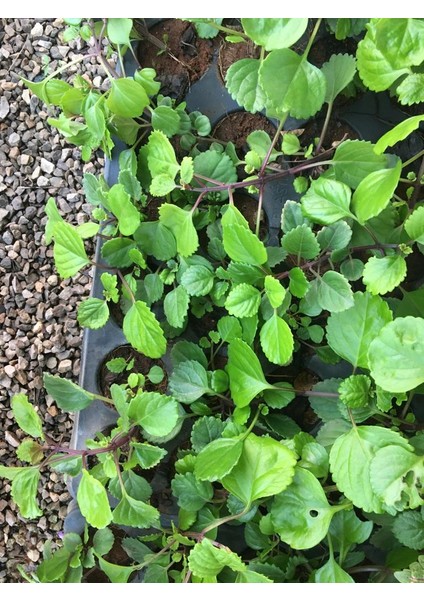 Parlak Mustafa Çiçeği Fidesi modelleri