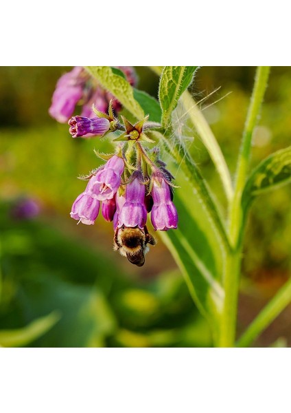 Tunç Botanik Karakafes Otu Fidesi 3 Adet - Symphytum Officinale