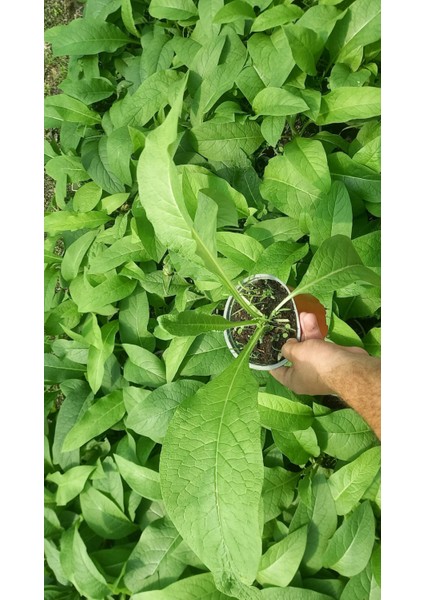 Tunç Botanik Karakafes Otu Fidesi 3 Adet - Symphytum Officinale