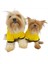 Yellow Lux Kapşonlu Sweatshirt Köpek Kıyafeti Köpek Elbisesi 3