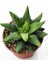 Haworthia Pumila 15 Adet 1